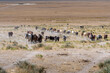 wild horses searching for water