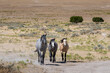 Wild Horses in desert