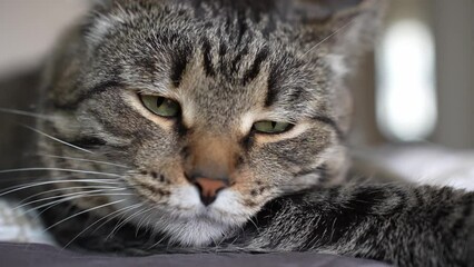 Wall Mural - Sad, sleepy, tired from playing, lazy, sick, resting from hot weather cat. A sad look from a pet. Cute adorable cat. High quality 4k footage