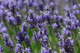 Fototapeta Lawenda - Lavender Bloom