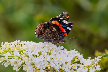 Wall Mural - Butterfly