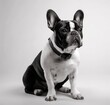 Adorable Black and White French Bulldog Sitting in Front of Camera Generative AI