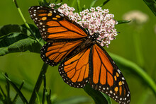 Monarch Butterfly Feeding On Native Milkweed