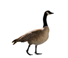 An Isolated Canada Goose Standing Profile, Facing Right , Against A Blank Background