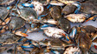 Blue crabs for sale in the market