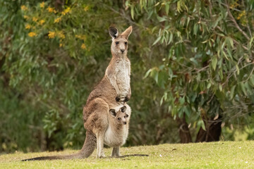 eastern grey kangaroo (macropus giganteus) with its joey in the pouch and its ears pricked up and be