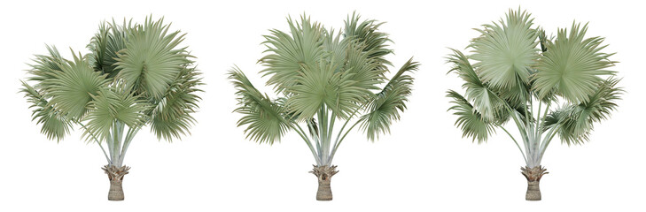 Wall Mural - bismarckia nobilis palm tree on transparent background, png plant, 3d render illustration.