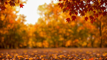 Autumn orange leaves over blurred sky, autumn nature background with bokeh. Autumn orange leaves over blurred sky, autumn nature background with bokeh