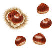 Set of chestnuts and chestnuts prickle painted by digital watercolor