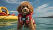 Poodle Lifeguard: Canine Guardian of Water Safety