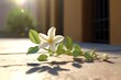 A jasmine flower on a vine wallpaper