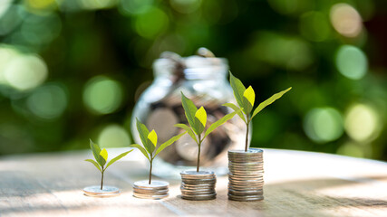 Wall Mural - Plant growing in money Coins glass jar on dry with investment  for planning travel and retirement. Jar and green nature background