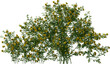 prairie rose bush hq arch viz cutout plant 3d render