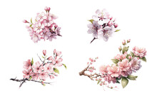 Set Of Cherry Blossom Flowers Isolated On White Background. Watercolor Illustration