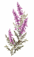 Wall Mural - Branch heather mother's day mom vector print purple flowers
blossom Valentine's day