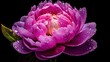 © AngrySun - Purple Peony flowers with water drops background. Closeup of blossom with glistening droplets. Generative AI