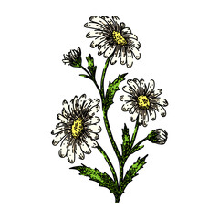 Wall Mural - chamomile daisy flower hand drawn. spring floral, nature plant, vector illustration chamomile daisy flower vector sketch. isolated color illustration