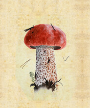 Illustration With Watercolor Mushroom In The Style Of Vintage Lithography