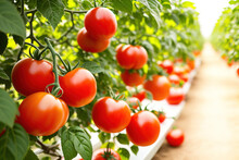 Ripe Tomato Plant Growing In Greenhouse. Generative Ai.