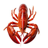Steamed lobster. isolated object, transparent background