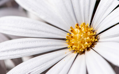 close up of white cosmos with yellow center in full bloom