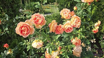 Wall Mural - branches of rose with beautiful flowers swaying in the wind, slow motion