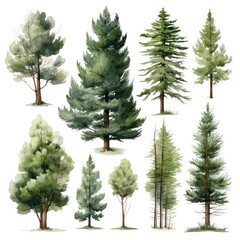 Wall Mural - watercolor pine tree