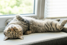 Cat Gets Hot In Summer Day. Cat Lays On His Back On A Window Seal. Summer Heat Influences Pet.