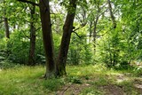 Fototapeta Sawanna - Oak trees in a forest clearing