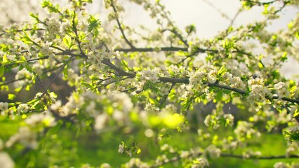 Nature grass wind tree branch grass plant green flowers sun wind