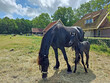 Friesian thoroughbred horse with foal in the meadow in Friesland the Netherlands