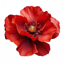 A Red Poppy Flower Isolated On A White Background. Generative AI.
