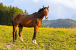 Junges Pferd auf der Weide