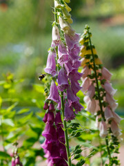 Wall Mural - Bumblebee on the flowers of the foxglove plant in the garden