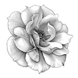 Fototapeta Dinusie - Rose flower floral damask botany vintage petal engraved vector Victorian tattoo Baroque bunch bouquet ornament leaf retro pattern decorative design filigree calligraphic ornate 