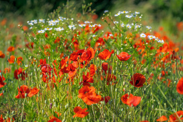 Sticker - Red flowering poppy flowers