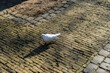 Netherlands, Delft, white pigeon the street