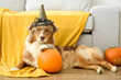 jesień i halloween z psami rasy welsh corgi i owczarek australijski