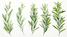 Set Of Watercolor Green Leaves Rosemary. Collection Botanical Vector Isolated On White Background Suitable For Wedding Invitation, Save The Date, Thank You, Or Greeting Card, White Background