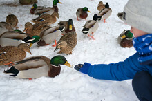 A Boy Feeds Grain To Wild Ducks In The Winter On The Snow.