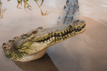 Crocodile Lying On River Shore