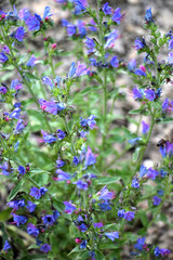 In the field among the herbs bloom Echium vulgare