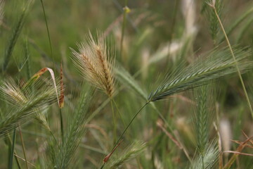 Wall Mural - close up of wheat