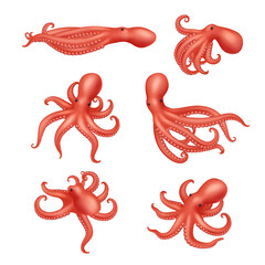 Sticker - Octopus. Underwater ocean creature decent vector aquatic squid realistic illustration