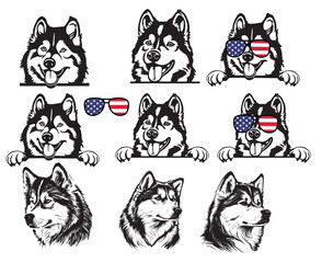 Naklejka na meble Enchanting Alaskan Malamute dog peeking, with its thick fur and captivating eyes