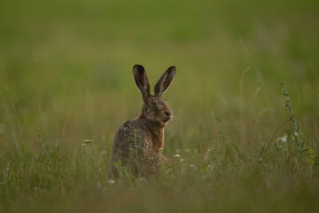 Poster - European hare is feeding on the meadow. Lepus europaeus on the meadow. Wildlife in Europe. 