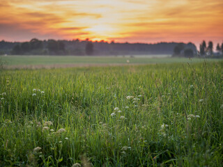 Wall Mural - Stunning sunset scene with green grass field and forest in a far distance. Calm and peaceful mood. Nobody. Nature in a warm sun light. Calm atmosphere.