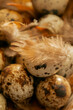 Quail eggs set with feathers in the sun.Small speckled eggs and brown fluffy feathers.Animal protein..Organic farm natural quail eggs set. 