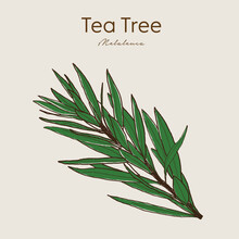 Tea Tree (Melaleuca Alternifolia), Or Narrow-leaved Paperbark. Ayurvedic Herbs, Medicines. Ayurveda. Natural Herbs. Medicinal Herb. Hand Drawn Botanical Vector Illustration.