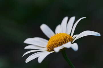 Wall Mural - daisy